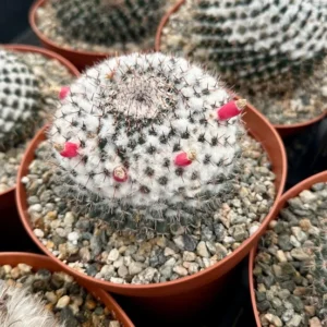 Snowball Cactus Mammillaria Chionocephala 6" Pot Powder Puff Cactus