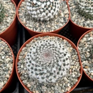 Snowball Cactus Mammillaria Chionocephala 6