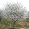 Snowgoose Flowering Cherry Tree Potted Plant 6-12 Inch