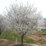 Snowgoose Flowering Cherry Tree Potted Plant 6-12 Inch