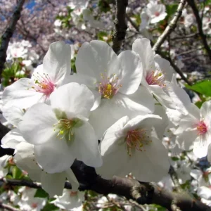 Snowgoose Flowering Cherry Tree Potted Plant 6-12 Inch