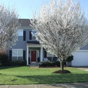 Snowgoose Flowering Cherry Tree Potted Plant 6-12 Inch
