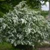 Snowmound Spirea Plant - Flowering Shrub - 6-12 Inch Tall - Quart Pot