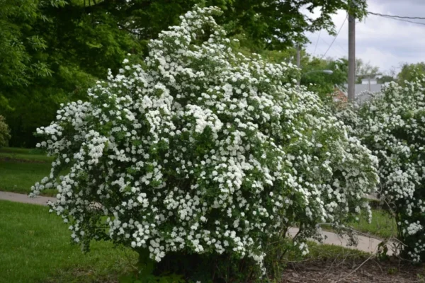 Snowmound Spirea Plant - Flowering Shrub - 6-12 Inch Tall - Quart Pot