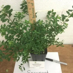 Snowmound Spirea Plant - Flowering Shrub - 6-12 Inch Tall - Quart Pot