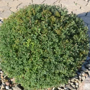 Snowmound Spirea Plant - Flowering Shrub - 6-12 Inch Tall - Quart Pot
