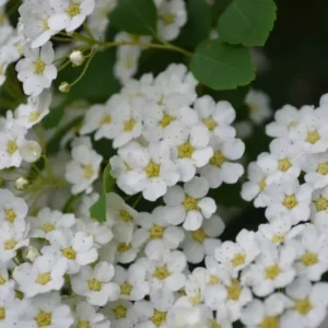 Snowmound Spirea Plant - Flowering Shrub - 6-12 Inch Tall - Quart Pot