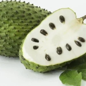 Soursop Tree - 1 Gallon Tropical Fruit Tree - 2 to 3 Feet Tall - Not Ship CA