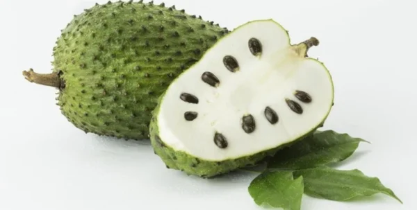 Soursop Tree - 1 Gallon Tropical Fruit Tree - 2 to 3 Feet Tall - Not Ship CA