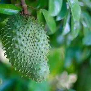 Soursop Tree - 1 Gallon Tropical Fruit Tree - 2 to 3 Feet Tall - Not Ship CA