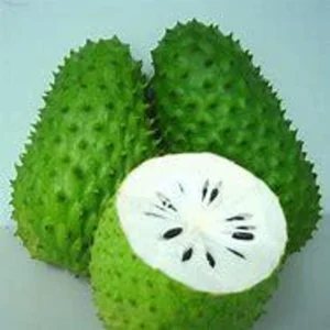 Soursop Tree - 1 Gallon Tropical Fruit Tree - 2 to 3 Feet Tall - Not Ship CA