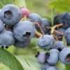 Spartan Northern Highbush Blueberry Plant - 1 Quart - Bare Root - 10-12 inch - 2 Year Old