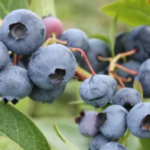 Spartan Northern Highbush Blueberry Plant - 1 Quart - Bare Root - 10-12 inch - 2 Year Old