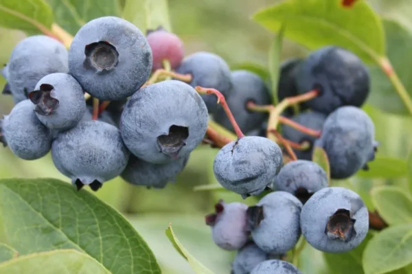 Spartan Northern Highbush Blueberry Plant - 1 Quart - Bare Root - 10-12 inch - 2 Year Old