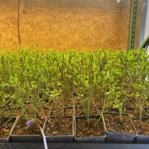 Spartan Northern Highbush Blueberry Plant - 1 Quart - Bare Root - 10-12 inch - 2 Year Old