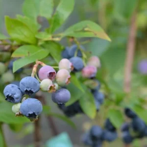 Spartan Northern Highbush Blueberry Plant - 1 Quart - Bare Root - 10-12 inch - 2 Year Old