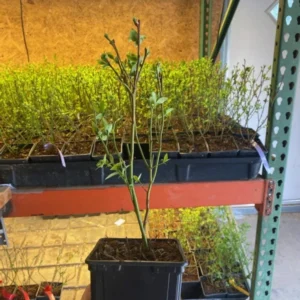 Spartan Northern Highbush Blueberry Plant - 1 Quart - Bare Root - 10-12 inch - 2 Year Old