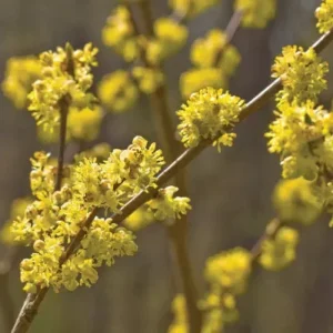 Spice Bush Plant - Pond Berry Lindera Benzoin - 6-12 Inch Qt Pot - Native Shrub