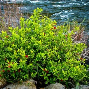 Spice Bush Plant - Pond Berry Lindera Benzoin - 6-12 Inch Qt Pot - Native Shrub