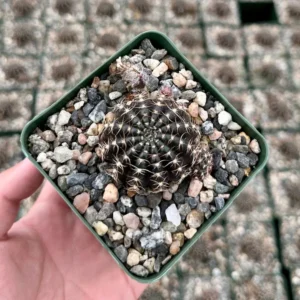 Spider Web Cactus Lobivia Arachnacantha Live Plant 3.5