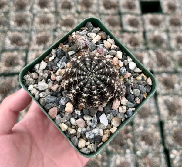 Spider Web Cactus Lobivia Arachnacantha Live Plant 3.5" Pot Black Cactus