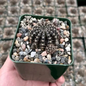 Spider Web Cactus Lobivia Arachnacantha Live Plant 3.5" Pot Black Cactus