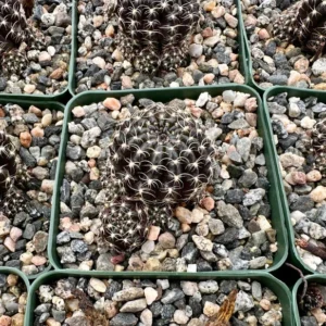 Spider Web Cactus Lobivia Arachnacantha Live Plant 3.5