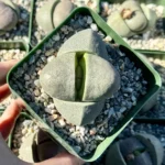 Split Rock Living Rock Pleiospilos Nelii Succulent - 3.5" Pot Unique Houseplant