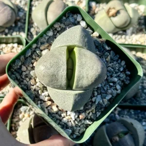 Split Rock Living Rock Pleiospilos Nelii Succulent - 3.5