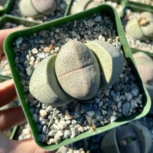 Split Rock Living Rock Pleiospilos Nelii Succulent - 3.5" Pot Unique Houseplant