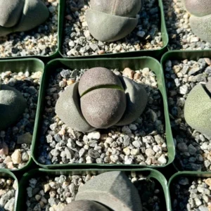 Split Rock Living Rock Pleiospilos Nelii Succulent - 3.5