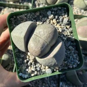 Split Rock Living Rock Pleiospilos Nelii Succulent - 3.5