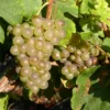 St. Pepin Grape Vine - 2 Bare Root Live Plant April Shipping - White Grape for Wine & Table