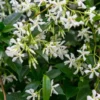 Star Jasmine Plant - Climbing Vine - 2 Feet Tall - 6 Inch Pot - Fragrant