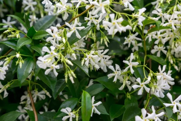 Star Jasmine Plant - Climbing Vine - 2 Feet Tall - 6 Inch Pot - Fragrant