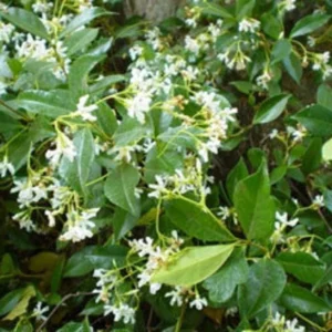Star Jasmine Plant - Climbing Vine - 2 Feet Tall - 6 Inch Pot - Fragrant