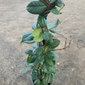 Star Jasmine Plant - Climbing Vine - 2 Feet Tall - 6 Inch Pot - Fragrant