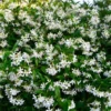 Star Jasmine Vine Plant - 2 Feet Tall - Climbing Jasmine - Fragrant Flowers