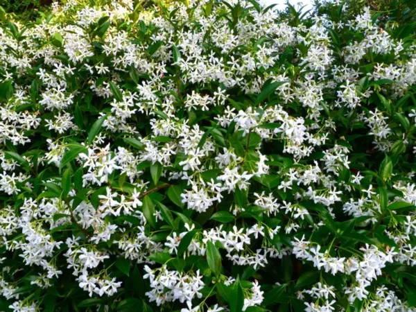 Star Jasmine Vine Plant - 2 Feet Tall - Climbing Jasmine - Fragrant Flowers