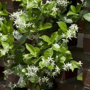 Star Jasmine Vine Plant - 2 Feet Tall - Climbing Jasmine - Fragrant Flowers