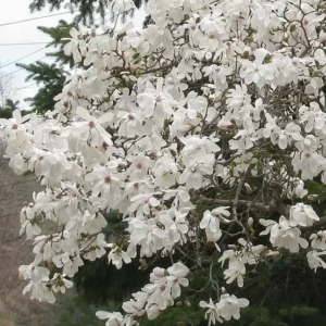 Star Magnolia Plant - Flowering Shrub - 1 Gallon Pot - Fragrant White Flowers