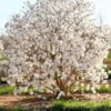 Star Magnolia Plant - Flowering Shrub - 1 Gallon Pot - Fragrant White Flowers
