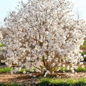 Star Magnolia Plant - Flowering Shrub - 1 Gallon Pot - Fragrant White Flowers