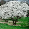 Star Magnolia Shrub 4-Inch Pot - Magnolia Stellata Tree - 6-12 Inch Tall - White Flowers