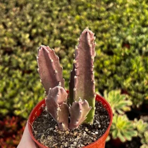 Starfish Flower Cactus Live Succulent 2in Pot - Giant Zulu Toad Plant