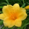 Stella De Oro Daylily Fans - 5 Root Systems - Golden Blooms