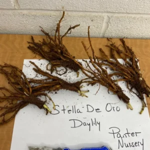 Stella De Oro Daylily Fans - 5 Root Systems - Golden Blooms