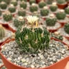 Stenocactus Multicostatus Brain Cactus Plant - 3 Inch Pot - Unique Succulent