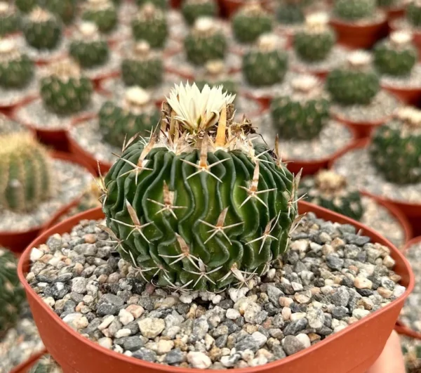 Stenocactus Multicostatus Brain Cactus Plant - 3 Inch Pot - Unique Succulent