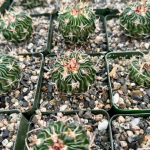 Stenocactus Multicostatus Brain Cactus Plant - 3 Inch Pot - Unique Succulent